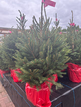 Premium Pot Grown Norway Spruce 100-120cm