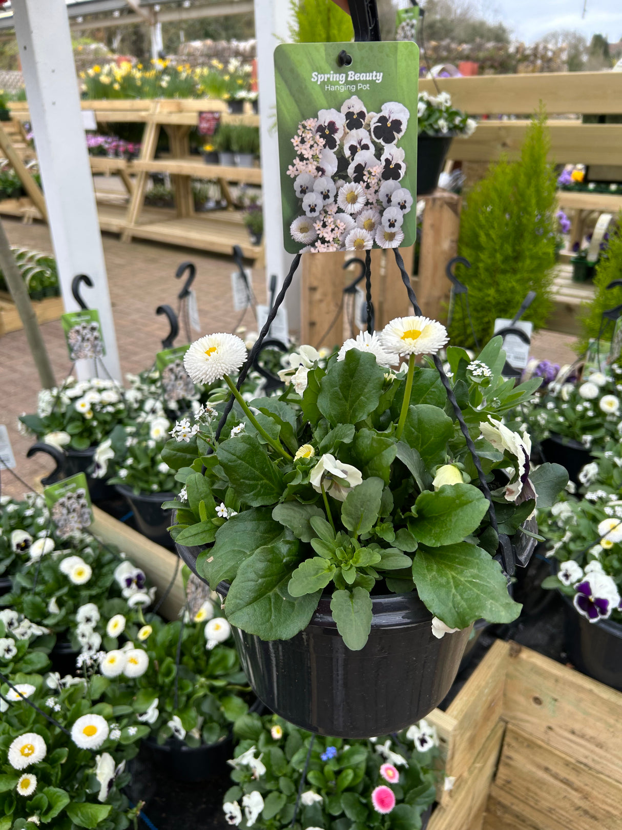 25cm Hanging Pot - 4 colour options