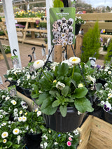 25cm Hanging Pot - 4 colour options