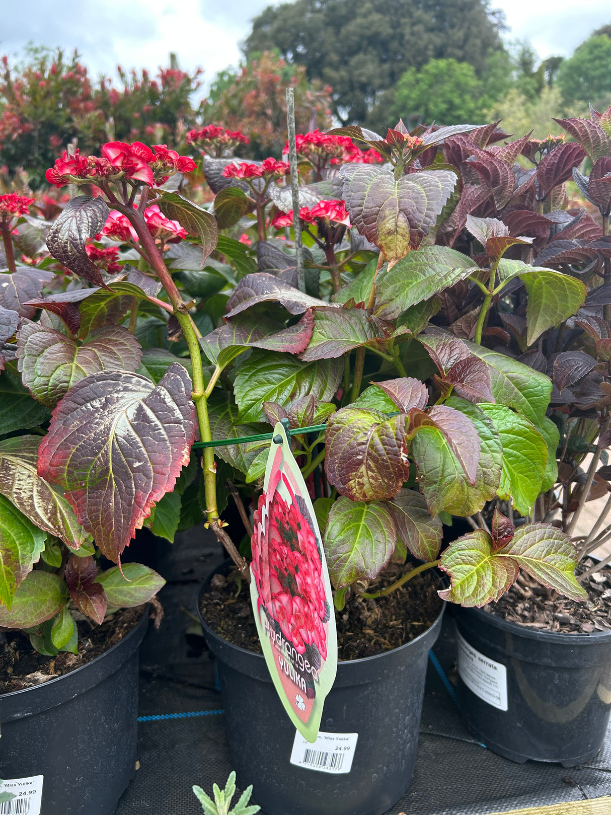 Hydrangea Miss Yulika'