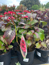 Hydrangea Miss Yulika'