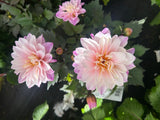 Dahlia Labella Grande 17cm
