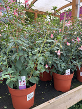 Fuschsia Pyramid Mixed