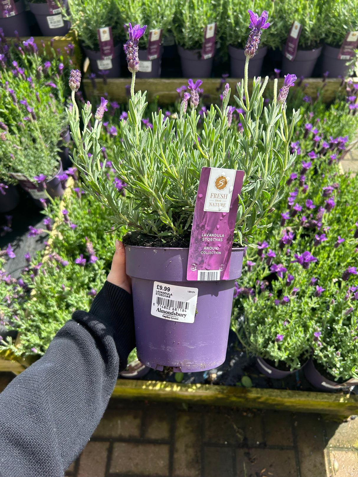 French Lavandula Stoechas