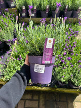 French Lavandula Stoechas