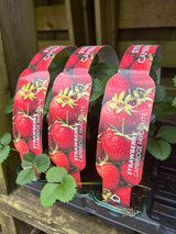 Strawberry - Cambridge Favourite