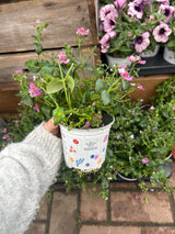 Seasons Best Diascia 10.5cm