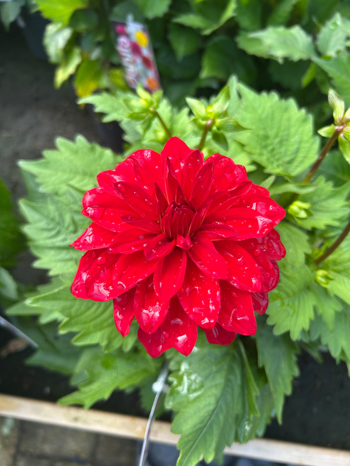 Dahlia Labella Grande 17cm