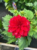 Dahlia Labella Grande 17cm