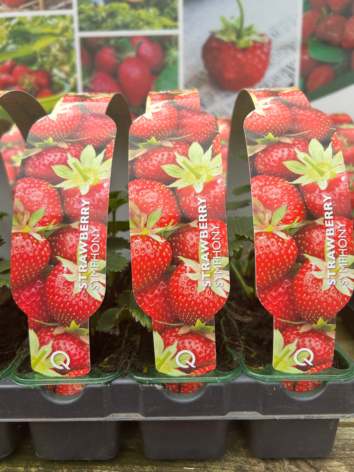 Strawberry - Symphony