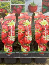 Strawberry - Symphony
