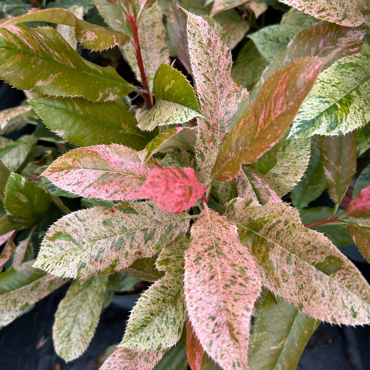 Photinia Pink Crispy 3L