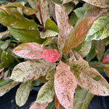 Photinia Pink Crispy 3L