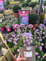 Scabiosa Pink Mist 2 litre