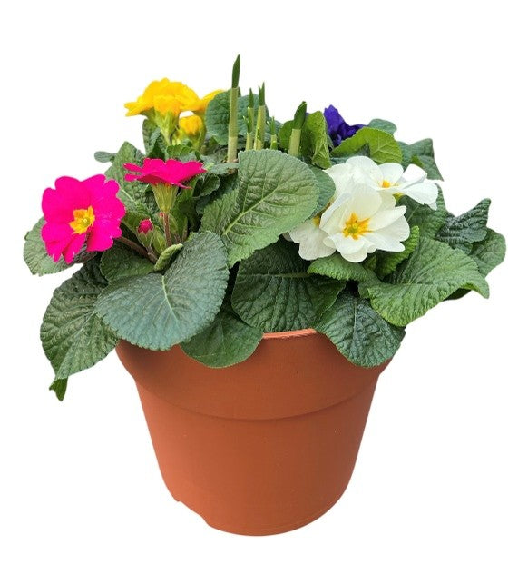 Terracotta Primrose Planter 23cm