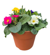 Terracotta Primrose Planter 23cm