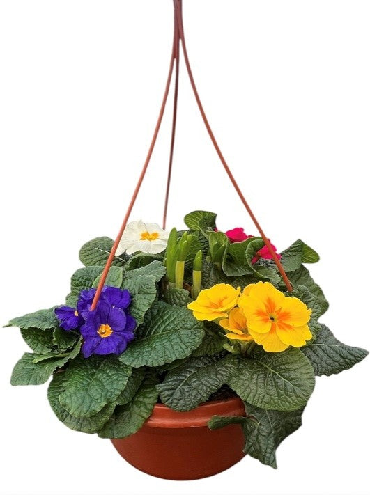 Terracotta Hanging Pot 25cm