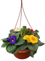 Terracotta Hanging Pot 25cm