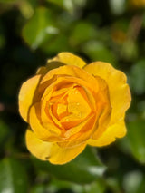 Grandma's Rose