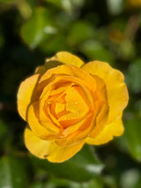 Grandma's Rose