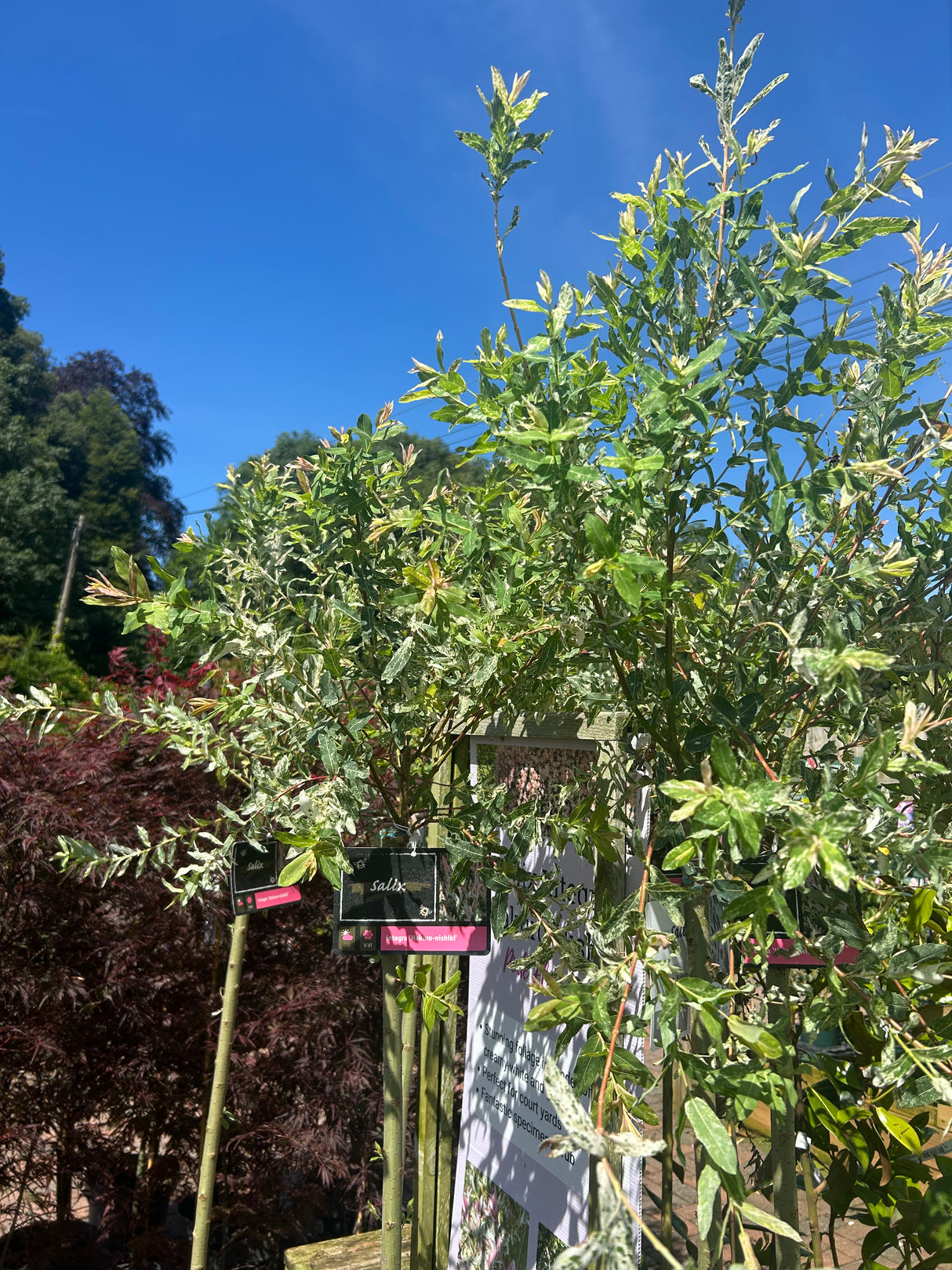 Salix Integra Hakuro Nishiki 110CM