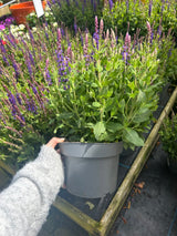 Salvia Nemorosa Ostfriesland