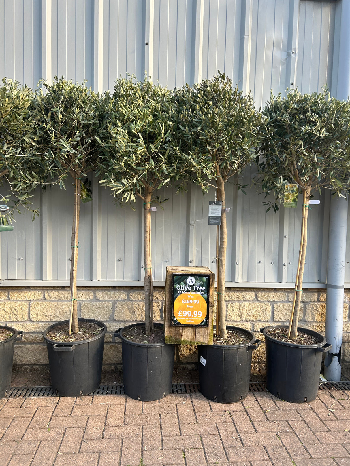 190cm Olive Tree