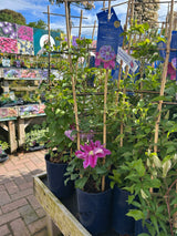 Clematis Queens Nurse