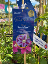Clematis Queens Nurse