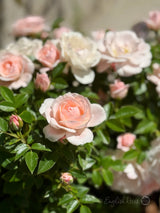 Lovely Bride shell pink