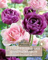 Tulips Candy Sensation 25 Per Pack