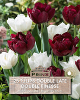 Tulips Double Finesse Crate 25 Per Pack