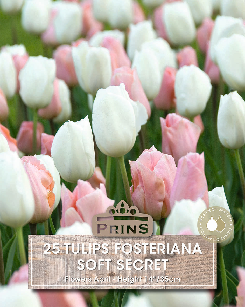 Tulips Soft Secret Crate 25 Per Pack