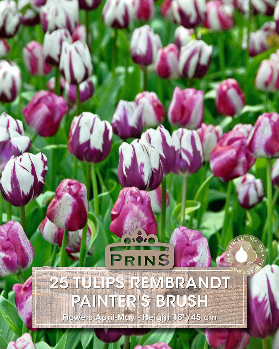 Tulips Painter's Brush Crate 25 Per Pack