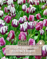 Tulips Painter's Brush Crate 25 Per Pack