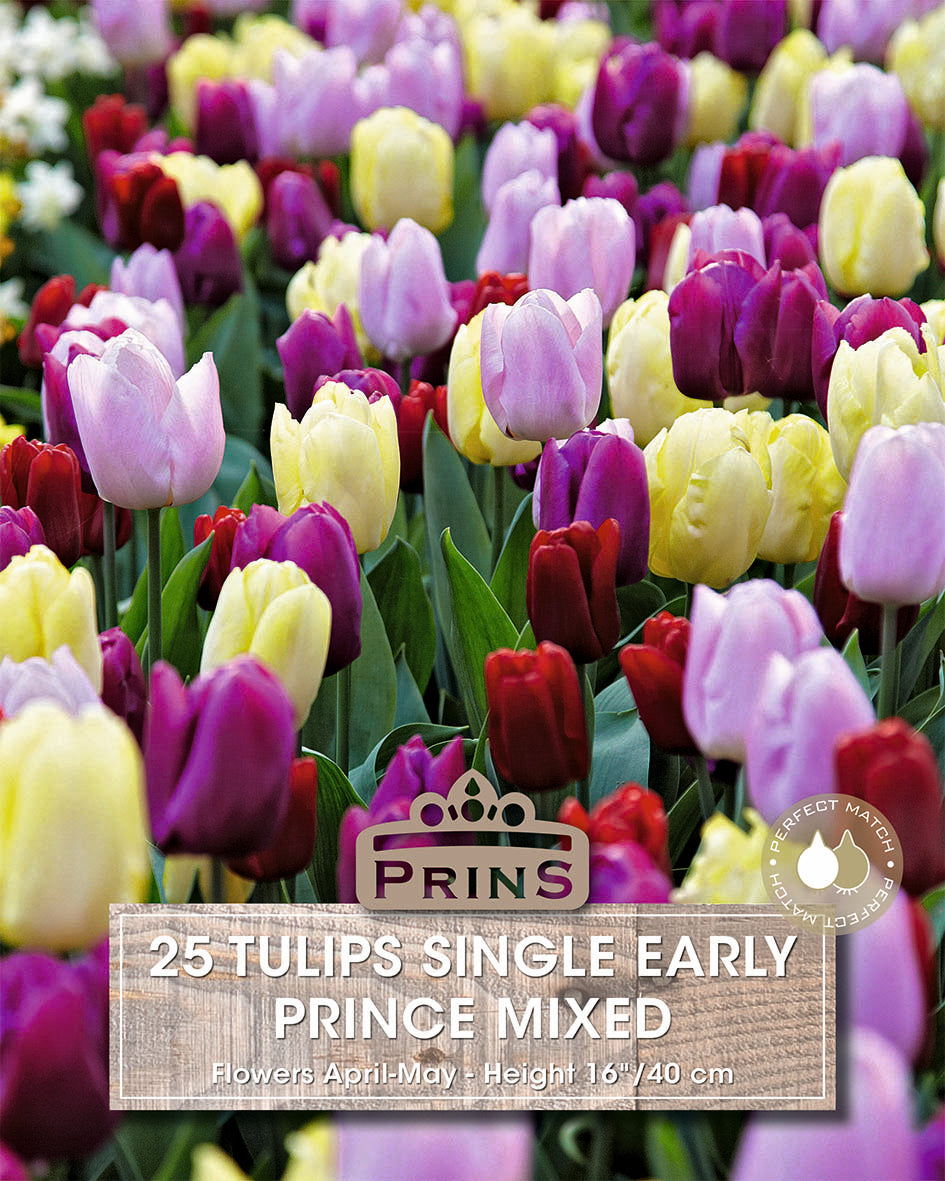Tulips Prince Mixed Crate 25 Per Pack