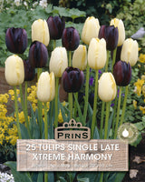 Tulips Xtreme Harmony Crate 25 Per Pack