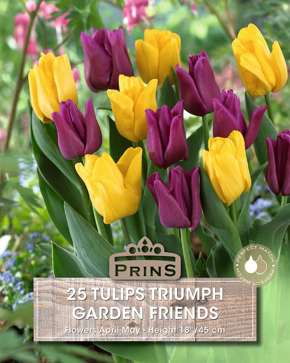 Tulips Garden Friends Crate 25 Per Pack