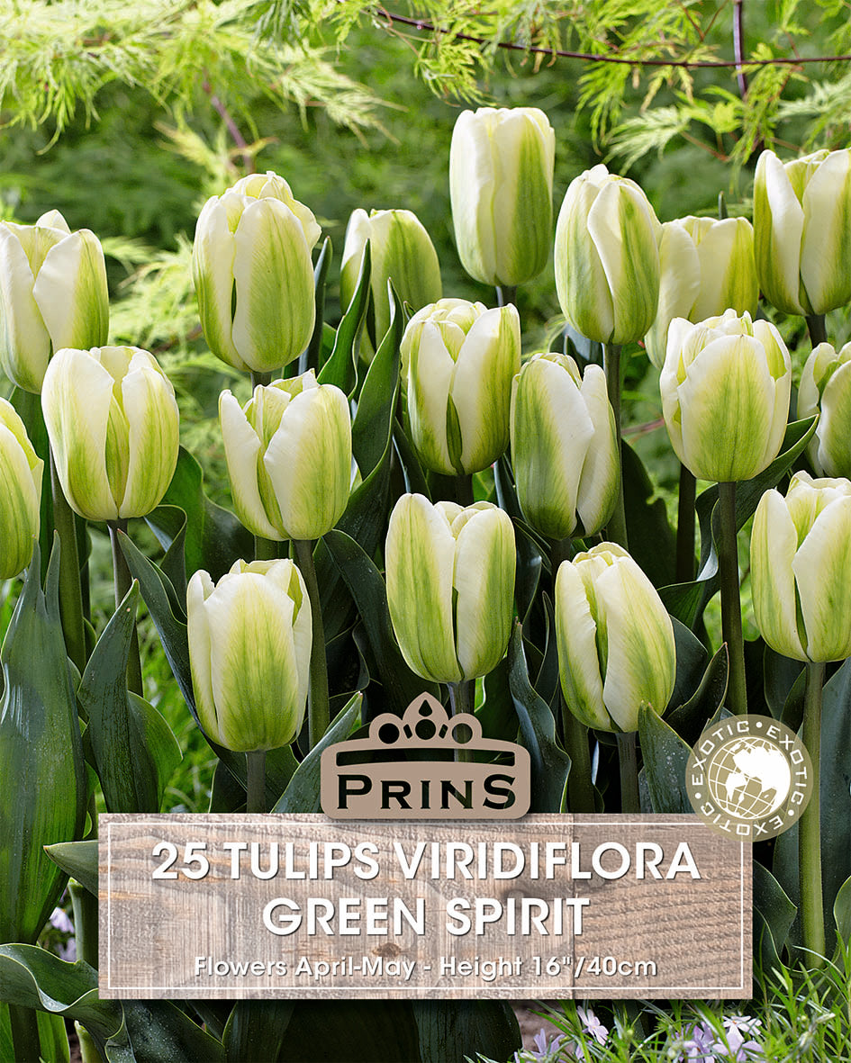Tulips Green Spirit 10 Per Pack