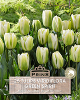 Tulips Green Spirit 10 Per Pack