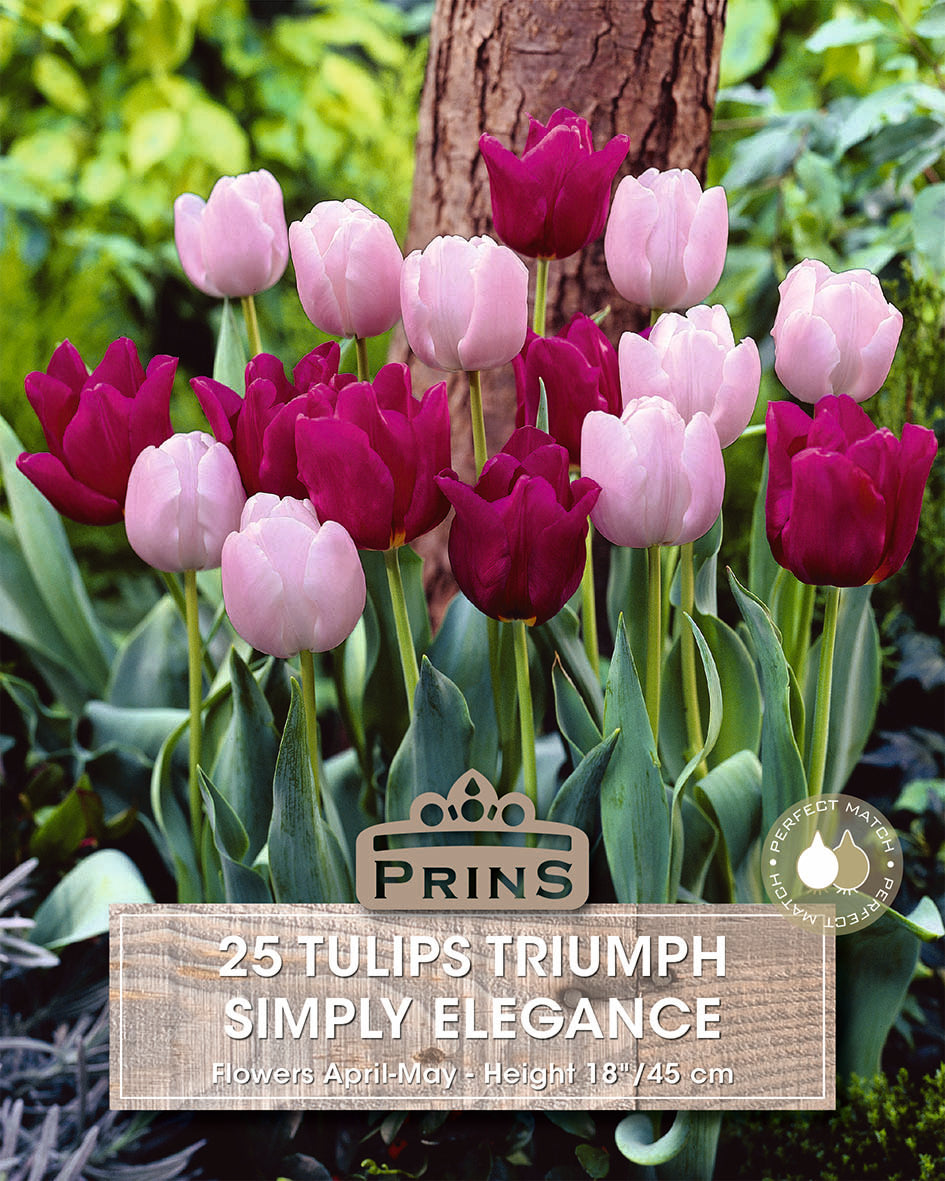 Tulips Simply Elegance Crate 25 Per Pack