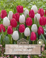 Tulips Sweet Heart Crate 25 Per Pack