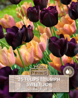 Tulips Sweet Joy Crate 25 Per Pack