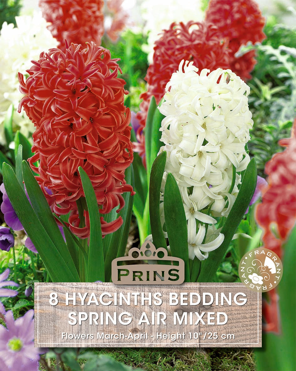 Hyacinth Spring Air 8 Per Pack