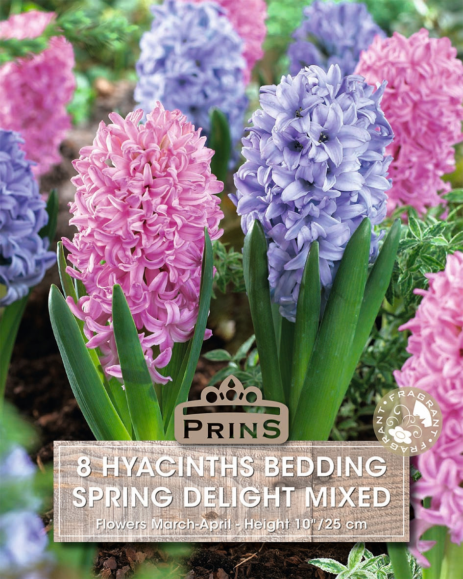 Hyacinth Spring Delight Crate 8 Per Pack
