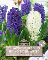 Hyacinth Spring Storm 8 Per Pack