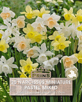 Narcissus Rock Pastel Mixed 25 Per Pack