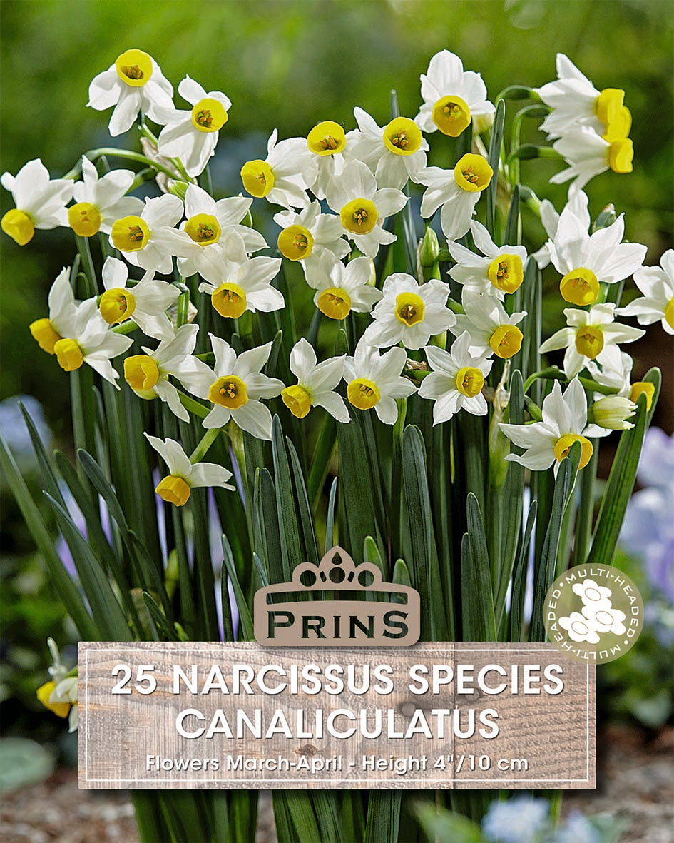 Narcissus Canaliculatus 25 Per Pack