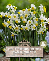 Narcissus Canaliculatus 25 Per Pack