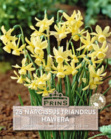 Narcissus Hawera 25 Per Pack